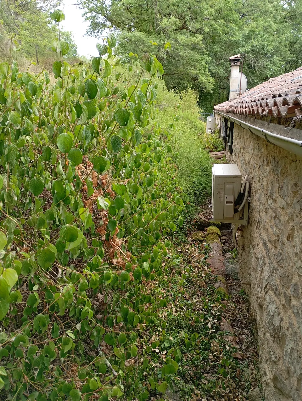 Végétation entretenue dans un jardin