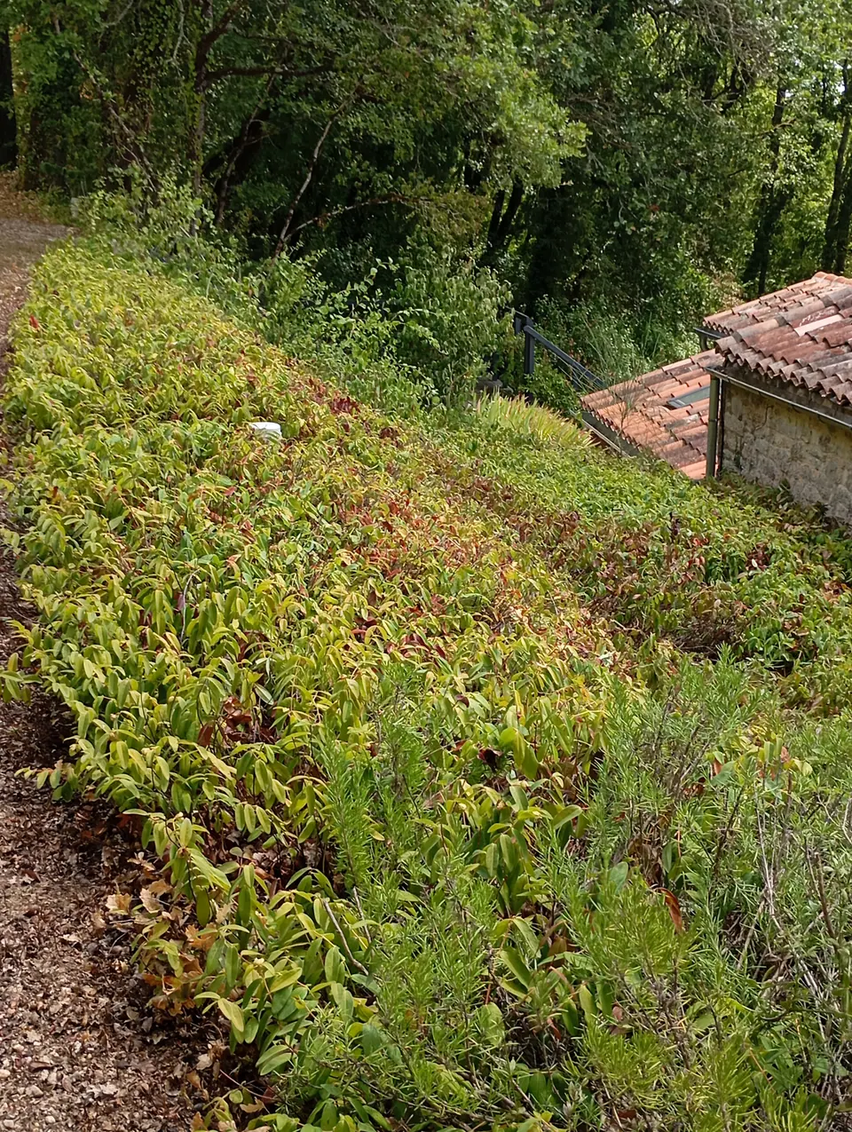 Jardin après entretien